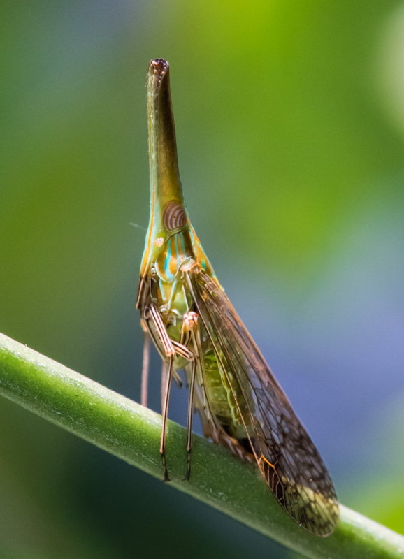 Dictyophara patruelis 伯瑞象蠟蟬
