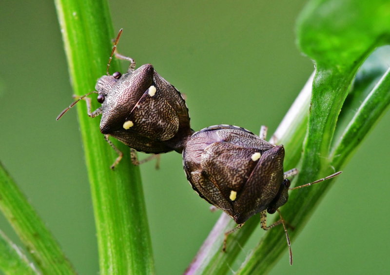 Stink Bug 二星蝽 Stollia guttiger