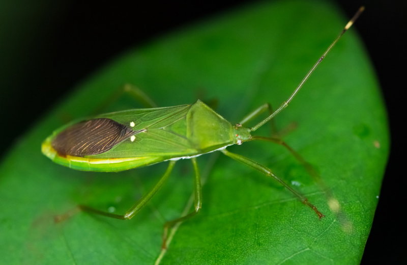 Coried Bug 草同緣蝽 Homoeocerus graminis