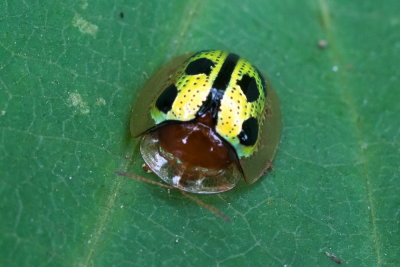 Chiridoposis bowringi 條點溝龜甲