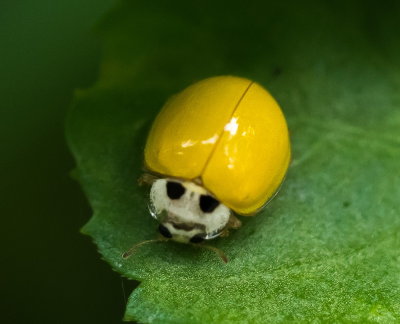 Ladybird Beetle 素瓢蟲