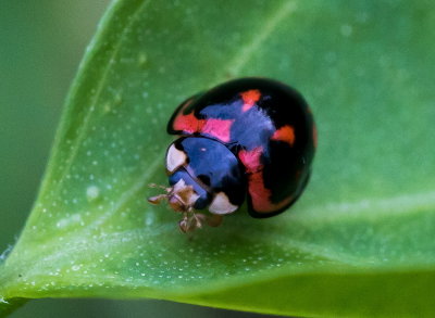 Ladybird Beetle 六斑月瓢蟲
