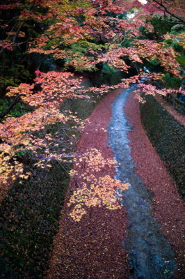 Fall Colors in Japan日本秋色