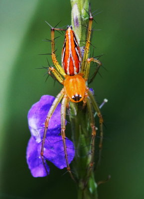 Lynx Spider 貓蛛 Oxyopes sp.