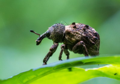 Snout Beetle 毛束象 Desmidophorus hebes