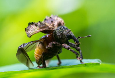 Snout Beetle 毛束象 Desmidophorus hebes