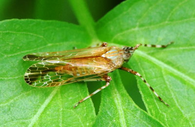 Dictyopharid Planthoppher 麗象蠟蟬 Orthopagus splendens