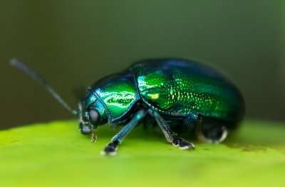 Flea Beetle 細背側刺跳甲 Aphthona strigosa