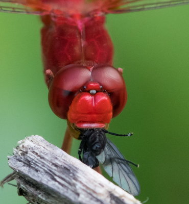 Crimson Darter 紅蜻 Crocothemis servilia