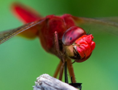Crimson Darter 紅蜻 Crocothemis servilia