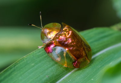 Tortoise Beetle 金梳龜甲 Aspidomorpha sanctaecrucis