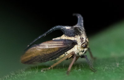 Treehopper 白條弧角蟬 Leptocentrus albolineatus