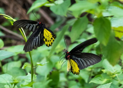 Common Birdwing (female) 裳鳳蝶Troides Helena