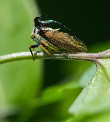 Treehopper 白條弧角蟬 Leptocentrus albolineatus