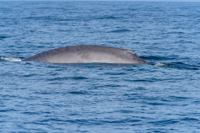 Blue Whale about to sound