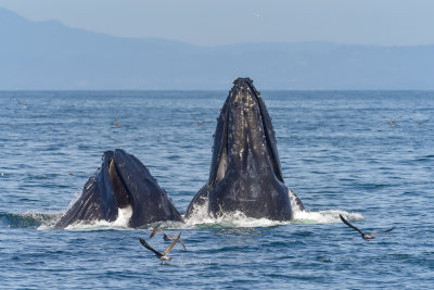 Humpback Whales lunge feeding