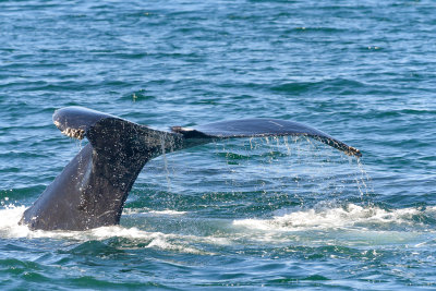 Humpback Whale sounding