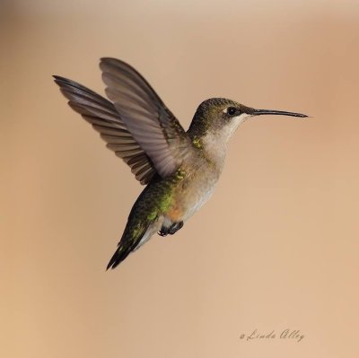 Hummingbirds