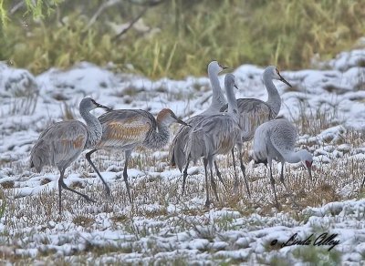 Sandhills Cranes