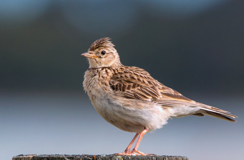 Eurasian Skylark---For Comparison--see also Ferals & introduced