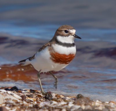 Double-banded Plover