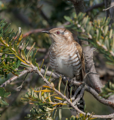 Horsfield's Bronze-Cuckoo