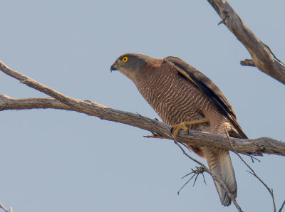 Brown Goshawk