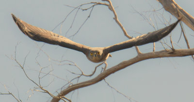 Brown Goshawk