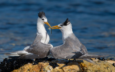 Crested Tern