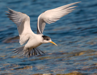 Crested Tern