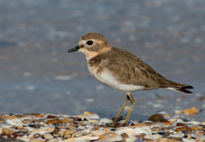 Double-banded Plover