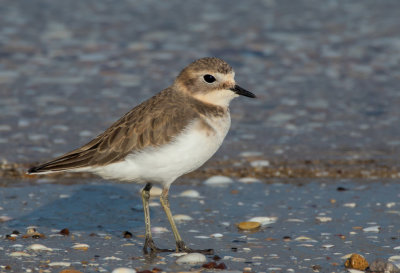 Double-banded Plover