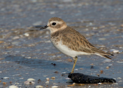 Double-banded Plover