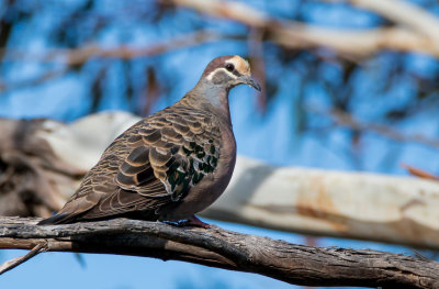 Common Bronzewing