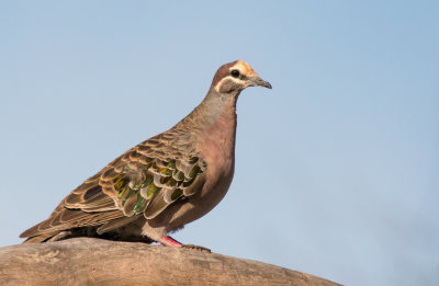 Common Bronzewing