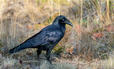 Forest Raven