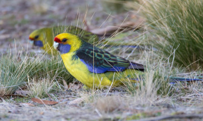 Green Rosella