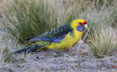 Green Rosella