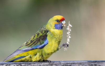 Green Rosella