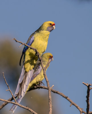 Green Rosella