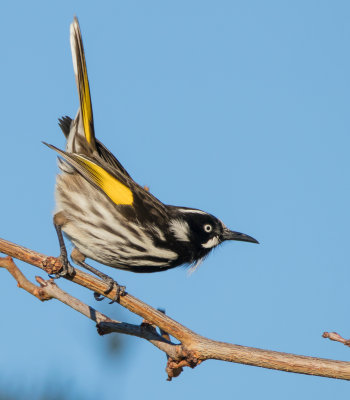 New Holland Honeyeater