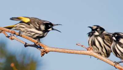Ne Holland Honeyeater