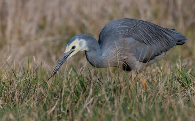 White-faced Heron