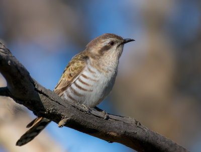 Horsfield's Bronze-Cuckoo