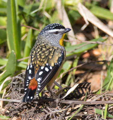 Spotted Pardalote