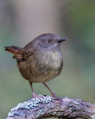 Tasmanian Scubwren (female)