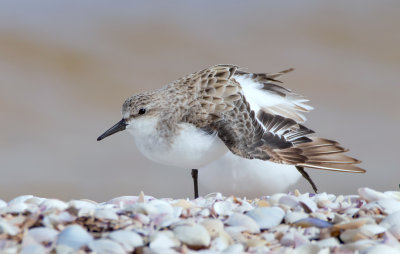 Red-necked Stint (wing stretching)
