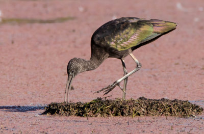 Glossy Ibis