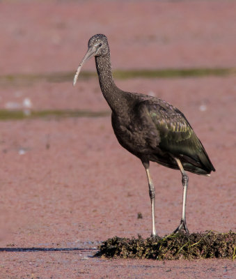 Glossy Ibis