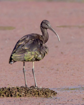 Glossy Ibis